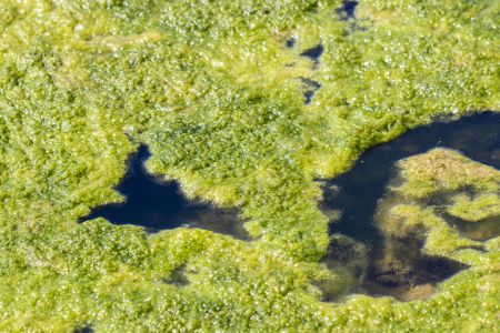 Algae Bloom Season in Carteret County: How We Clear It Fast