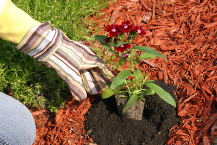 Decorative Rock vs. Mulch: What Lasts Longer at the Coast?